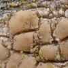 Lecanora symmicta